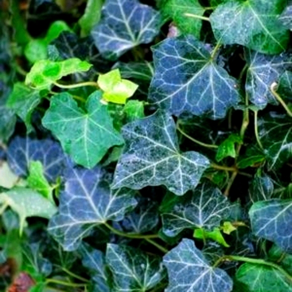 15 Baltic Ivy Plants Cold Hardy - Picture 1 of 2